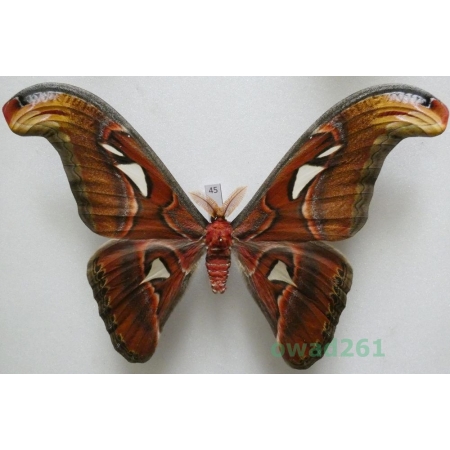Attacus atlas Linnaeus, 1758 male ex. ovo Thailand 177mm45